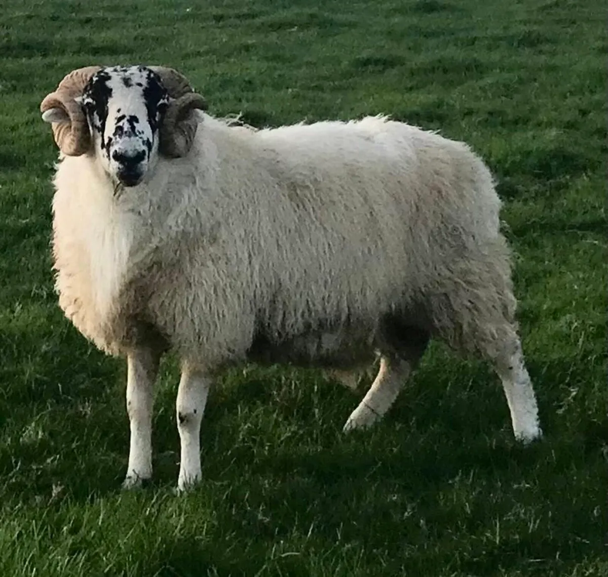 HOGGET RAM AND RAM LAMBS FOR SALE - Image 1