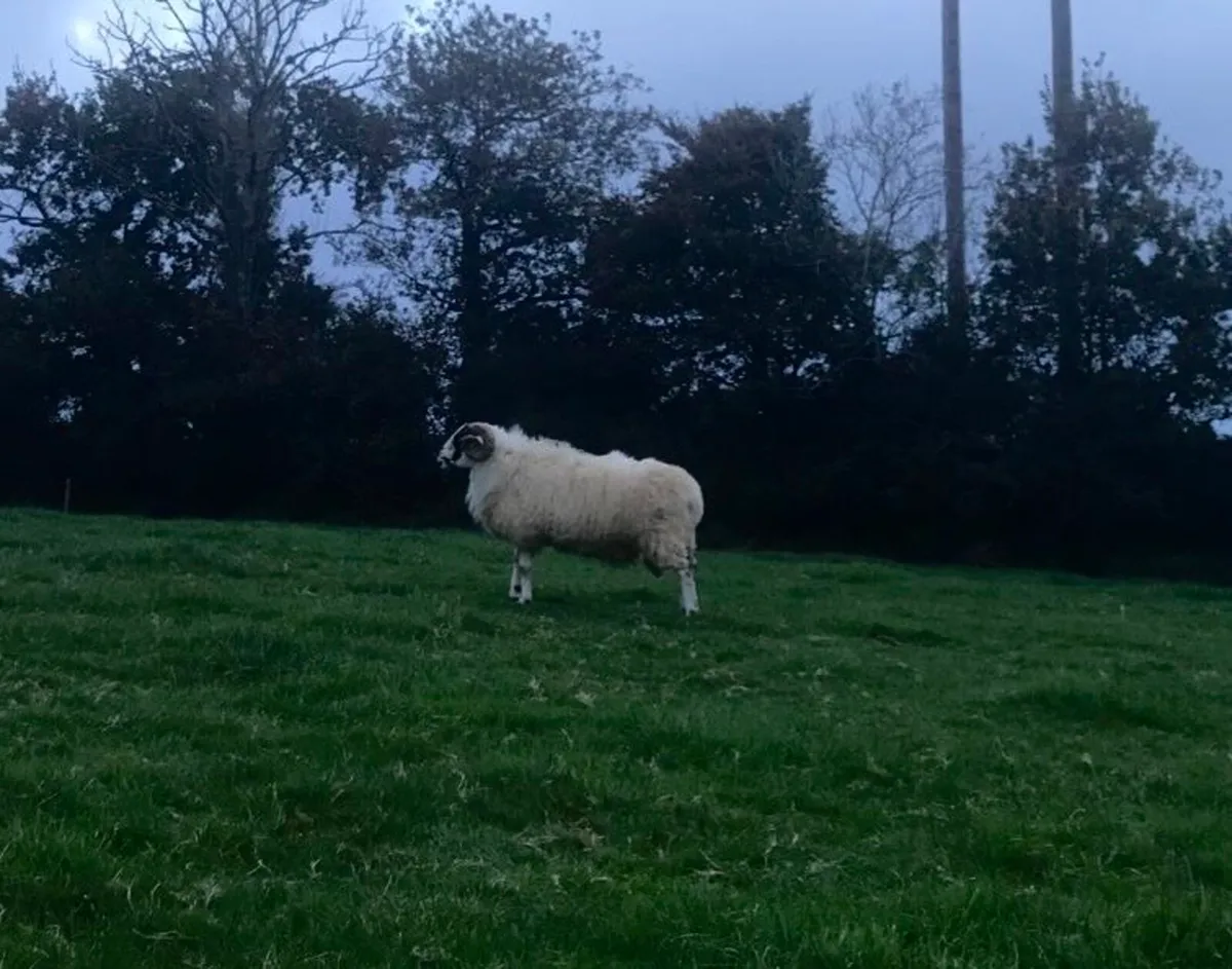HOGGET RAM AND RAM LAMBS FOR SALE - Image 2