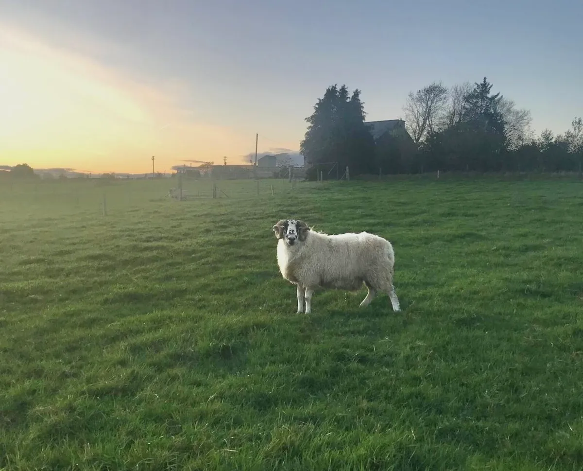 HOGGET RAM AND RAM LAMBS FOR SALE - Image 3