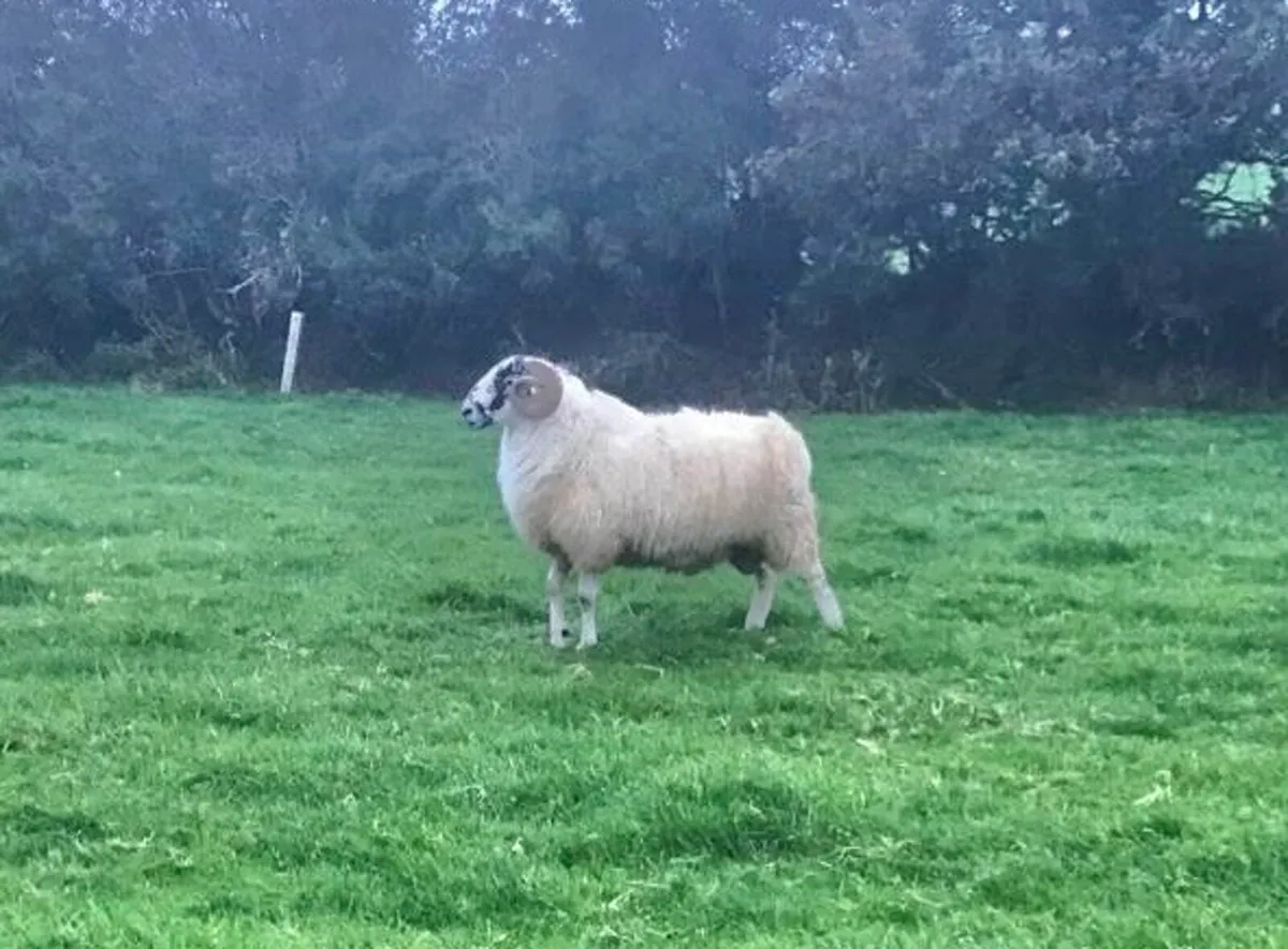 HOGGET RAM AND RAM LAMBS FOR SALE - Image 4