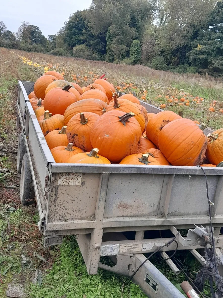 PUMPKINS 🎃  FOR SALE - Image 3