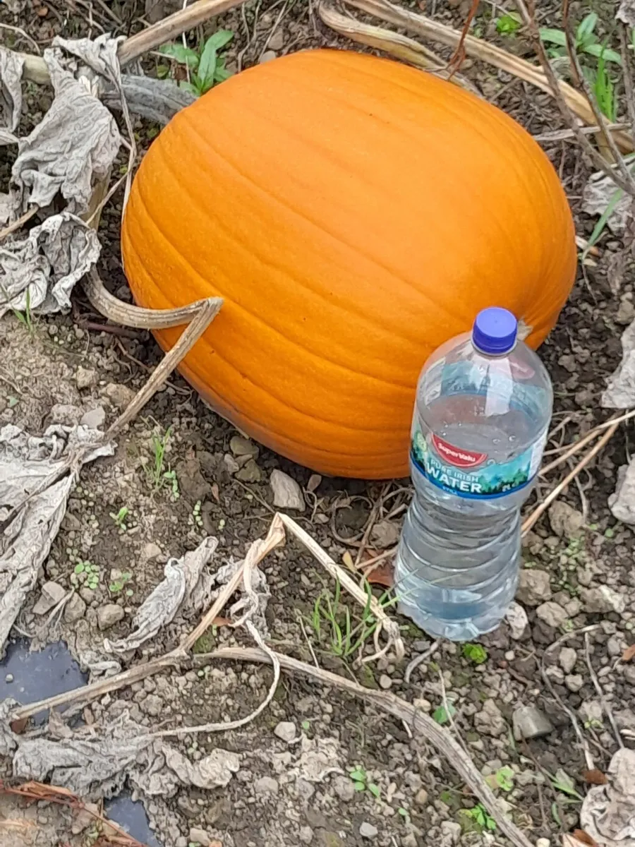 PUMPKINS 🎃  FOR SALE - Image 4