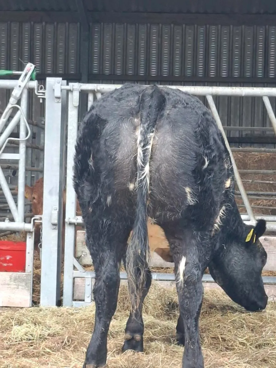 Super Hybrid Heifers for Balla Mart - Image 1