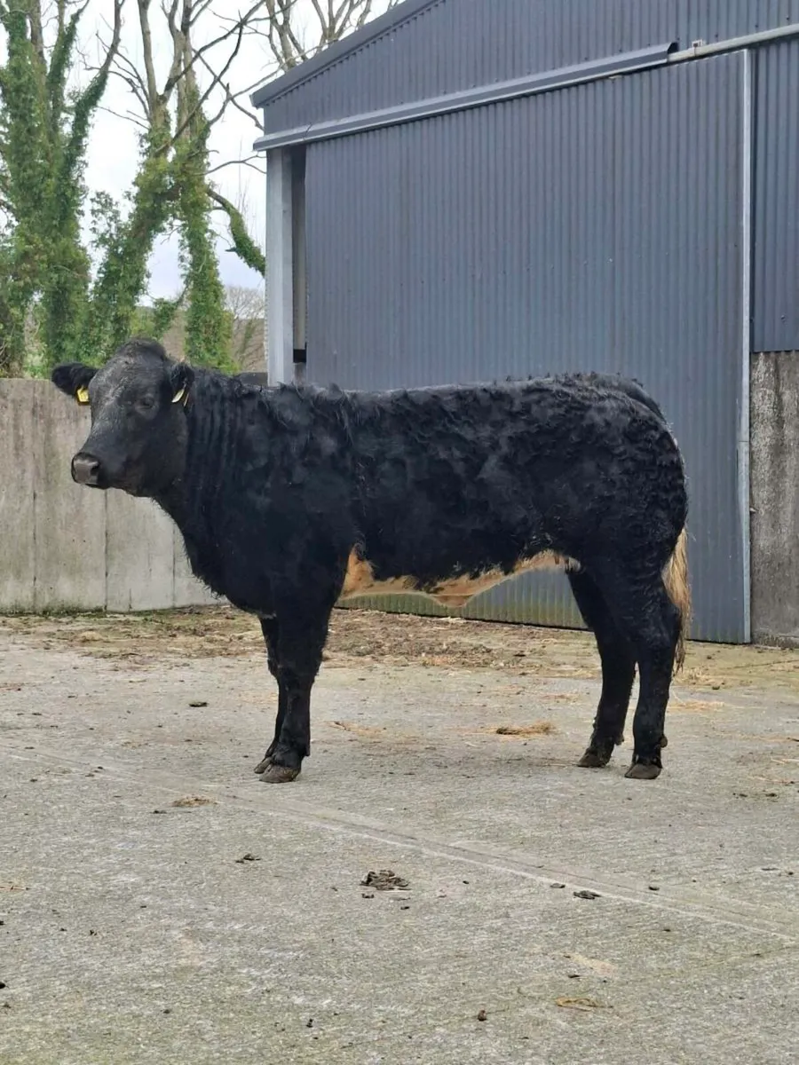 Super Hybrid Heifers for Balla Mart - Image 2