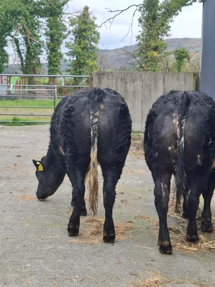Super Hybrid Heifers for Balla Mart - Image 3