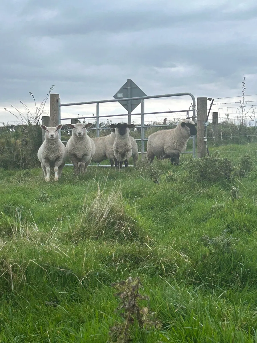 Ewe lambs - Image 1