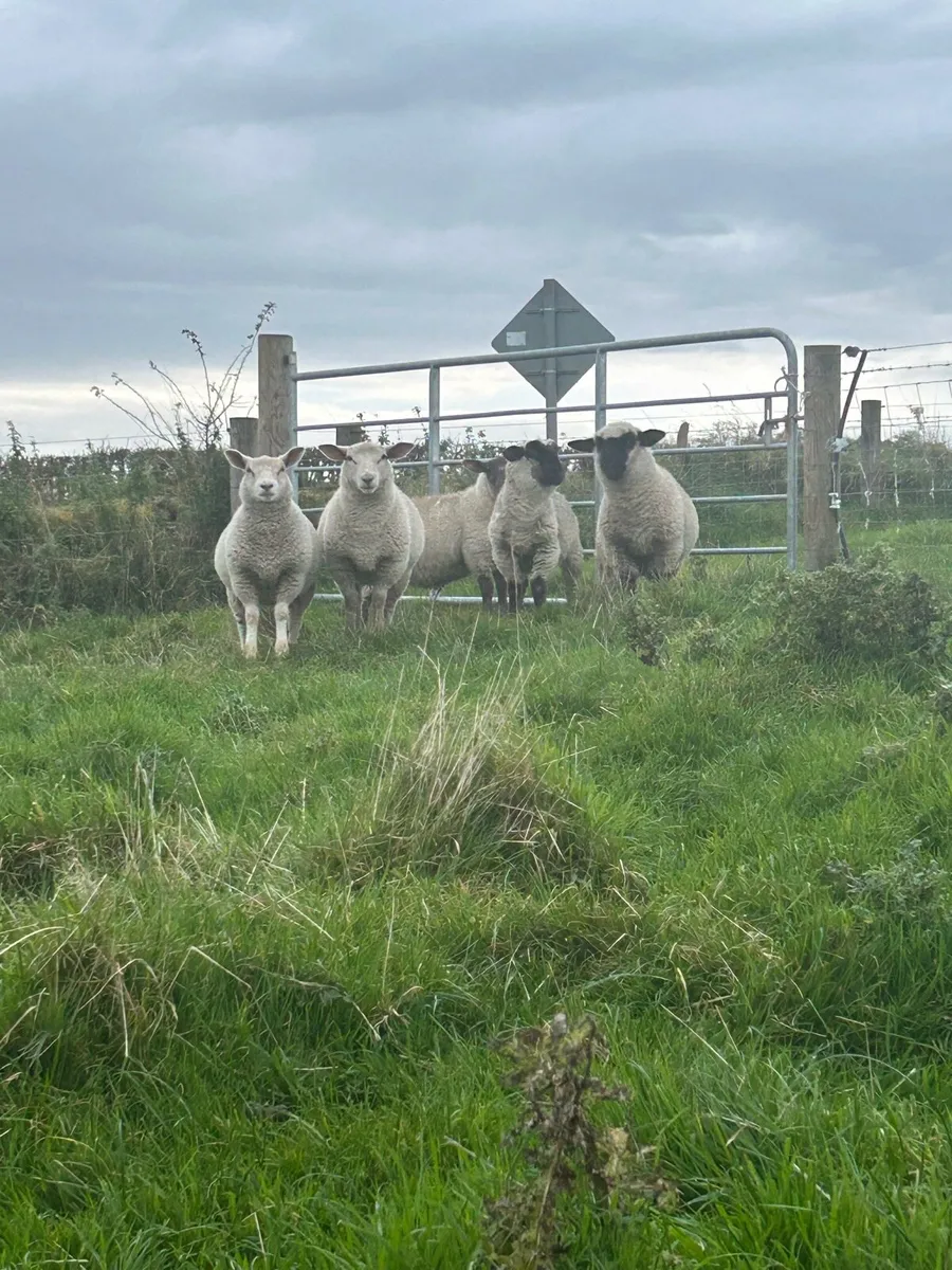 Ewe lambs - Image 2