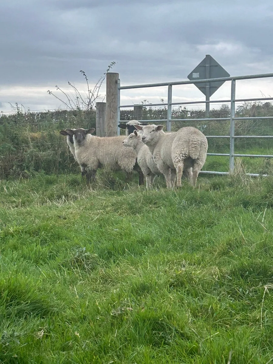 Ewe lambs - Image 3