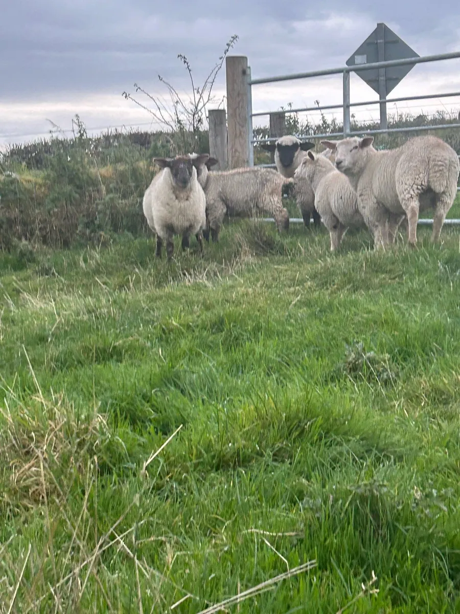 Ewe lambs - Image 4