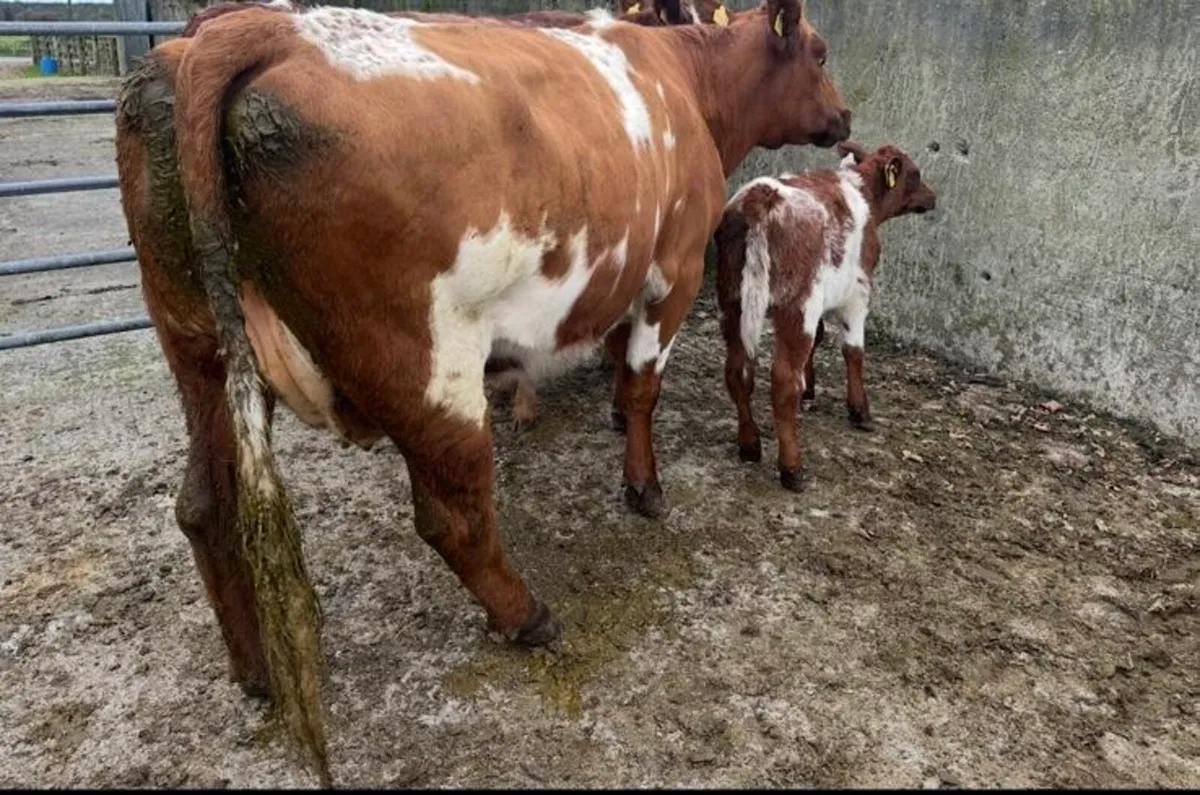Young Cows and Heifer Calves For Castlerea Mart - Image 1