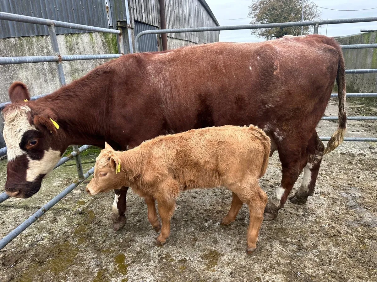 Young Cows and Heifer Calves For Castlerea Mart - Image 2