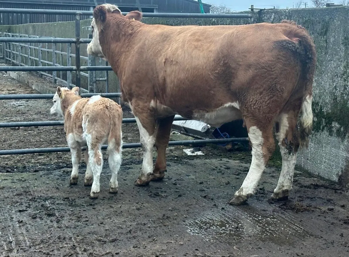 Young Cows and Heifer Calves For Castlerea Mart - Image 3