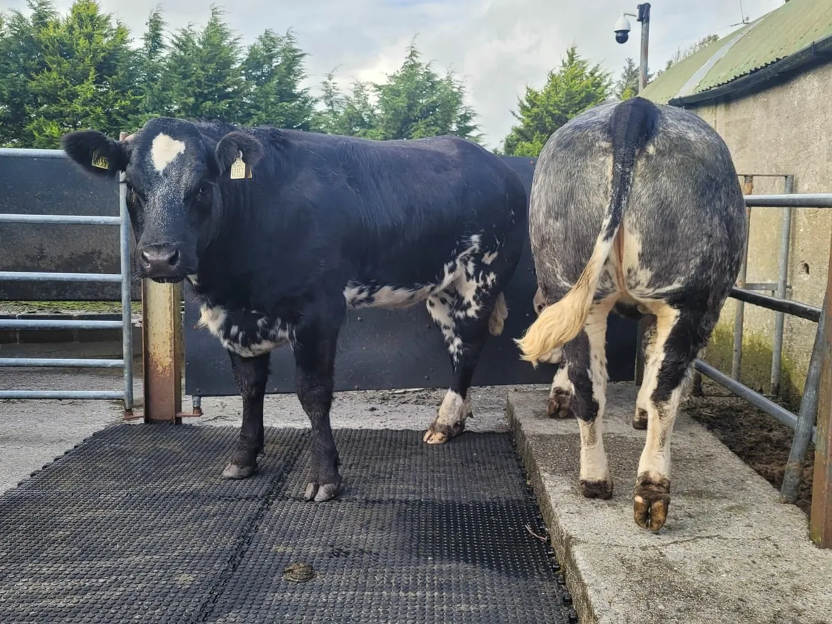 Breeding heifers - Image 2