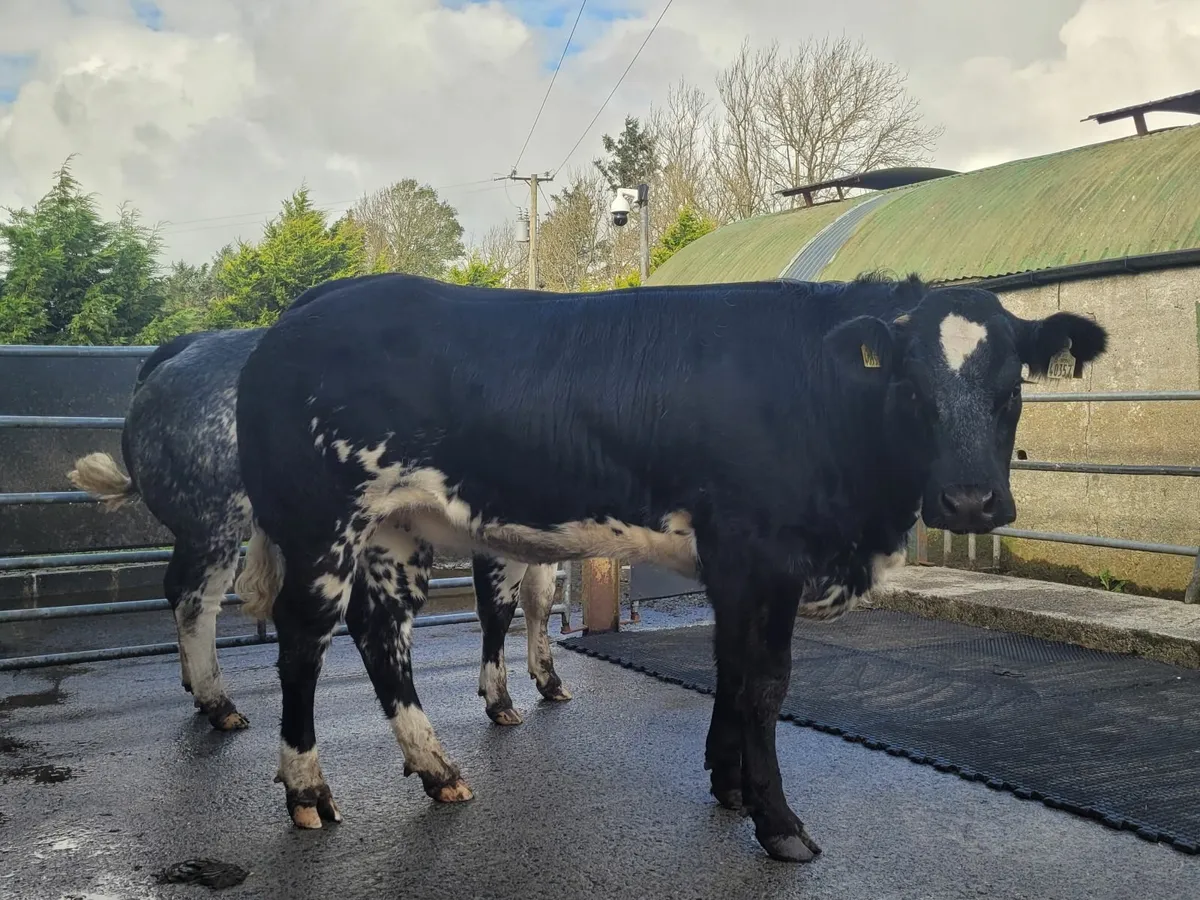Breeding heifers - Image 3