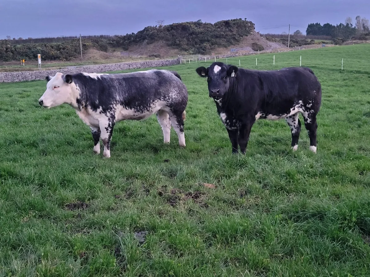 Breeding heifers - Image 4