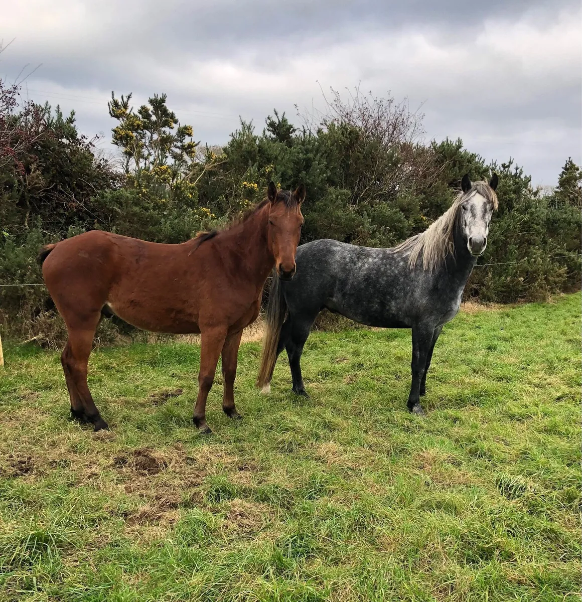 Connemara Geldings Lot 179, 222 - Image 1