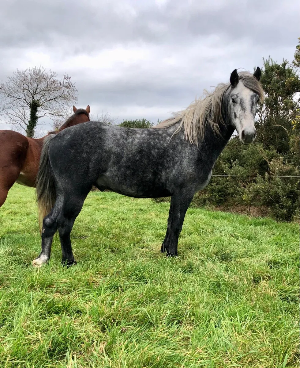 Connemara Geldings Lot 179, 222 - Image 2