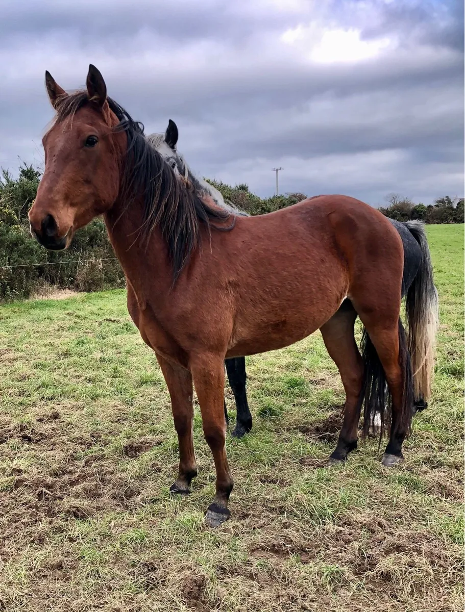 Connemara Geldings Lot 179, 222 - Image 3