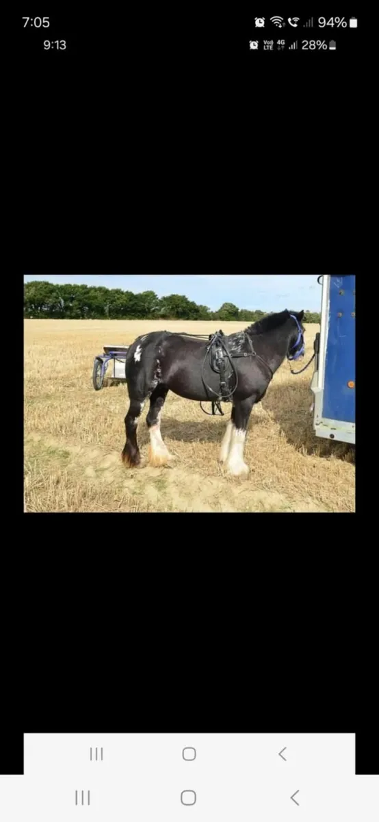 Horse - Image 1