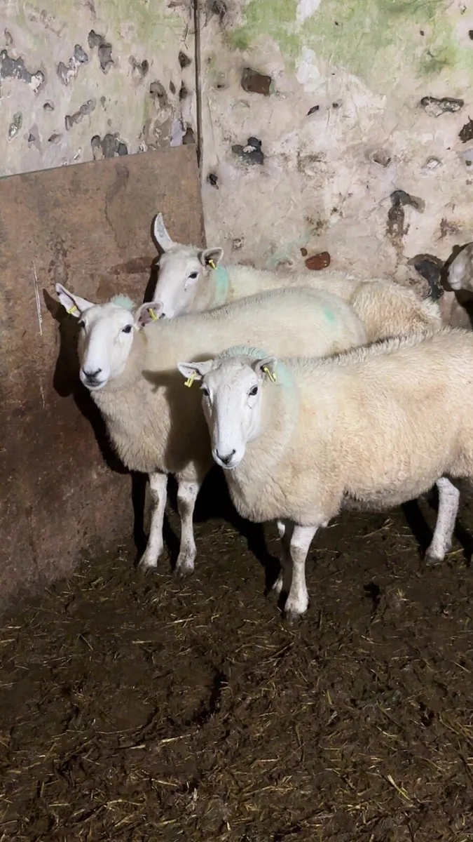 Wicklow Cheviot ewes - Image 1