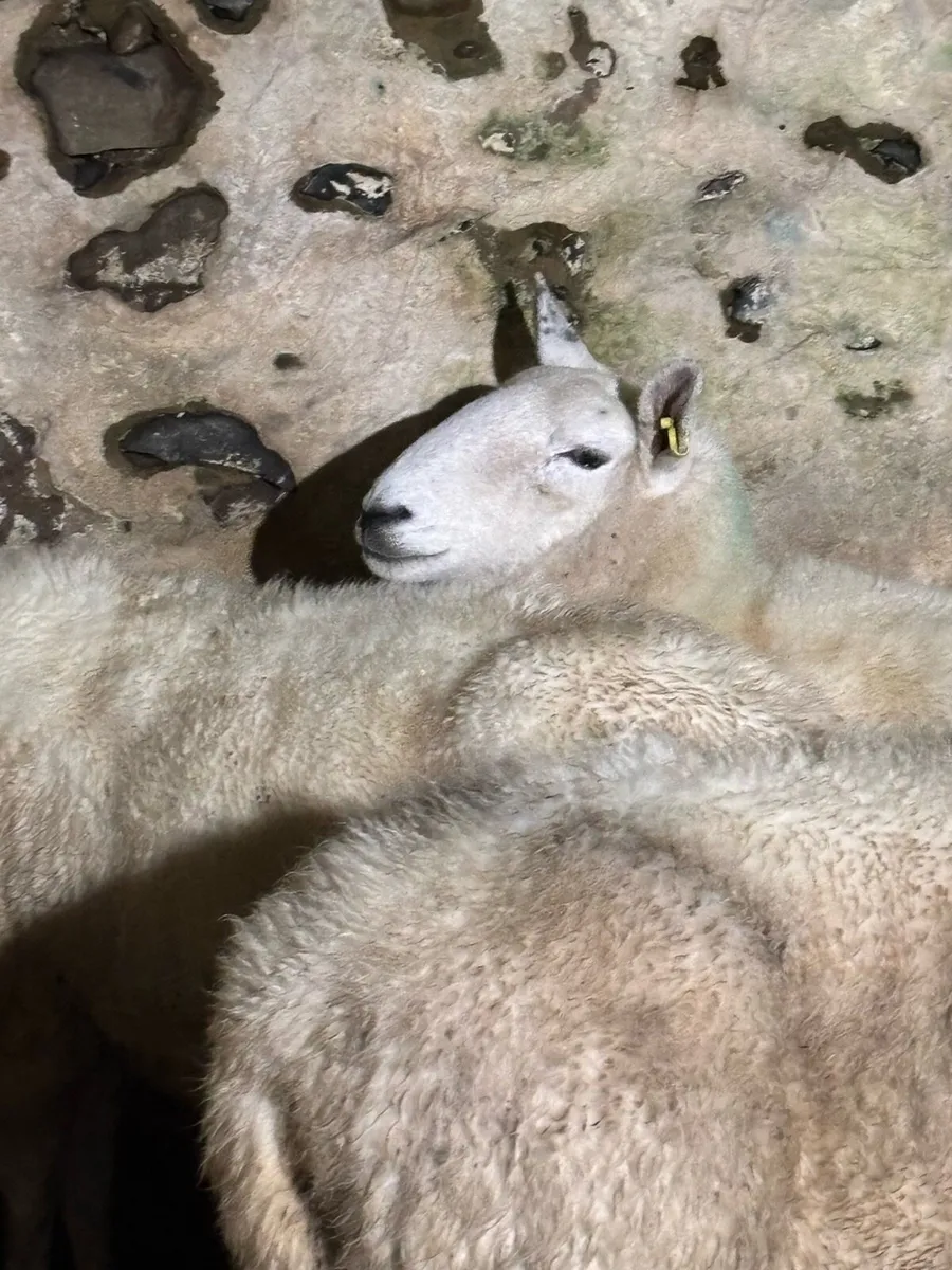 Wicklow Cheviot ewes - Image 2