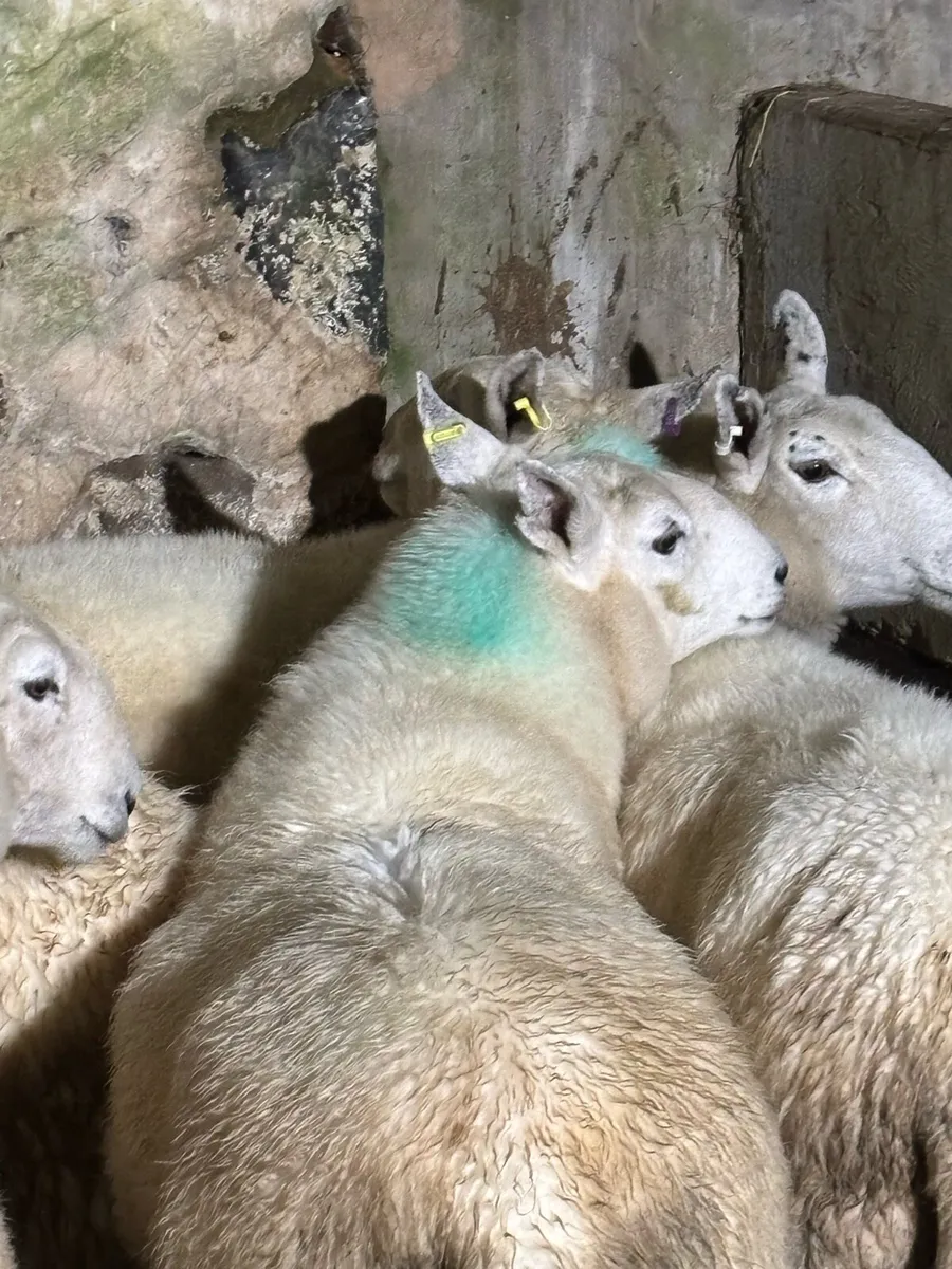 Wicklow Cheviot ewes - Image 3