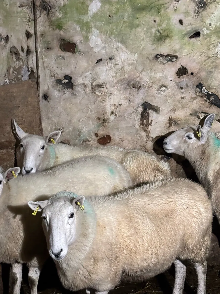 Wicklow Cheviot ewes - Image 4
