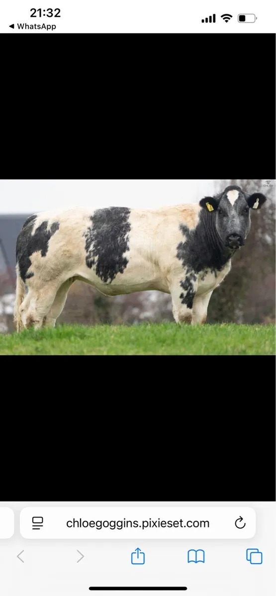 Belgian blue - Image 1