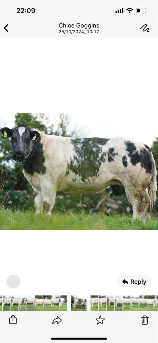 Belgian blue - Image 2