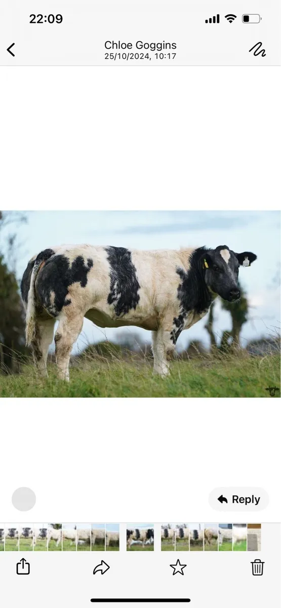 Belgian blue - Image 3