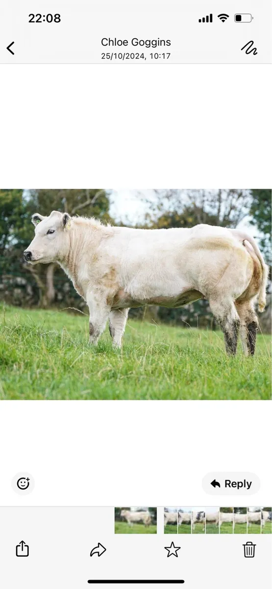 Belgian blue - Image 4