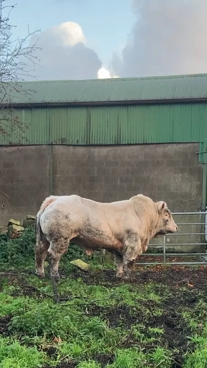 Lot 22 - Carrick (Sat 25th October) - Charolais💥 - Image 4