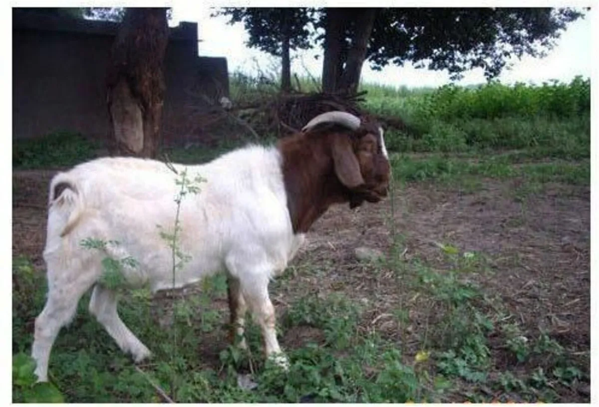 Boer Goat (Male) - Image 2