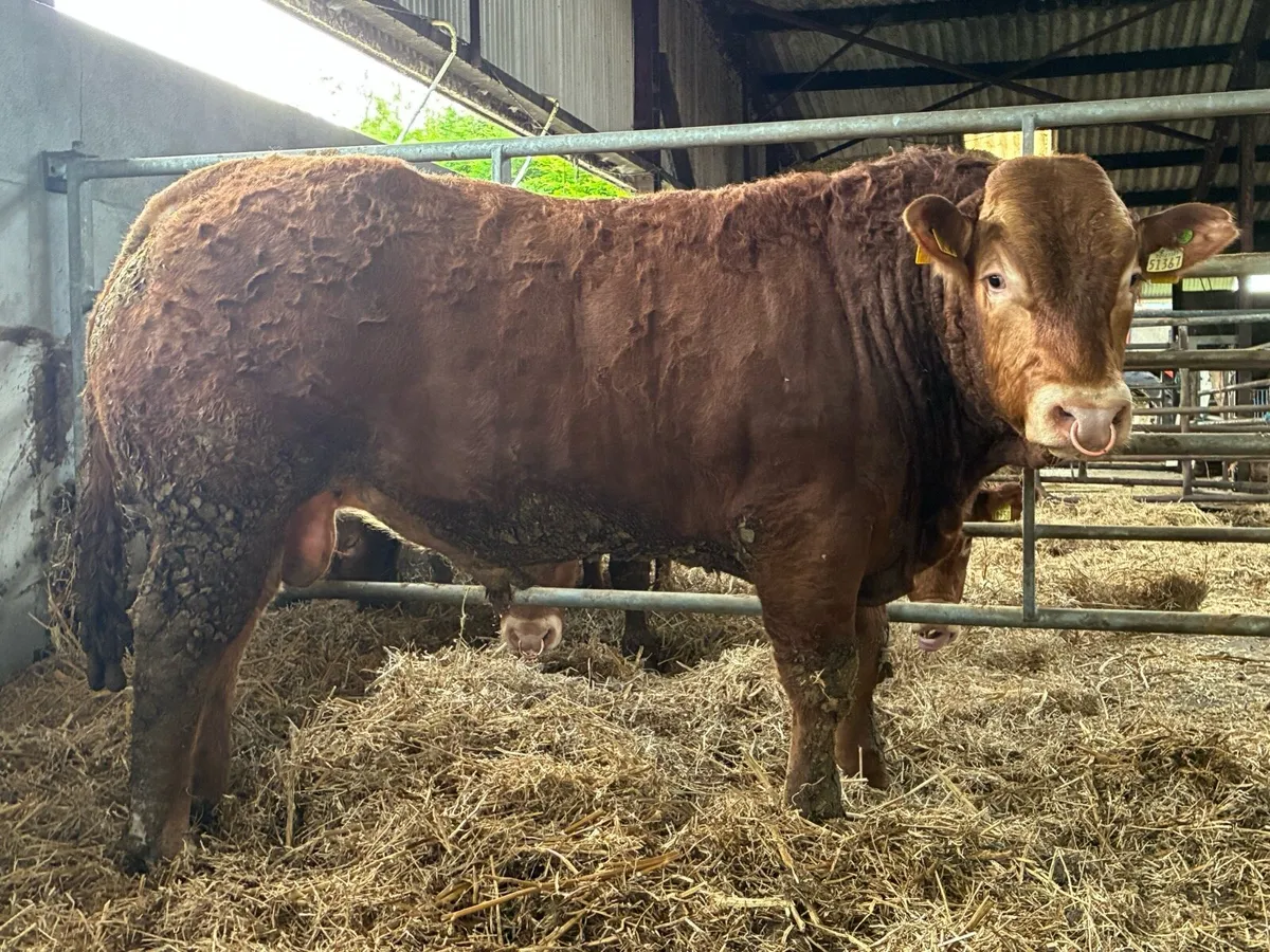 PBR Limousin bull for sale - Image 1