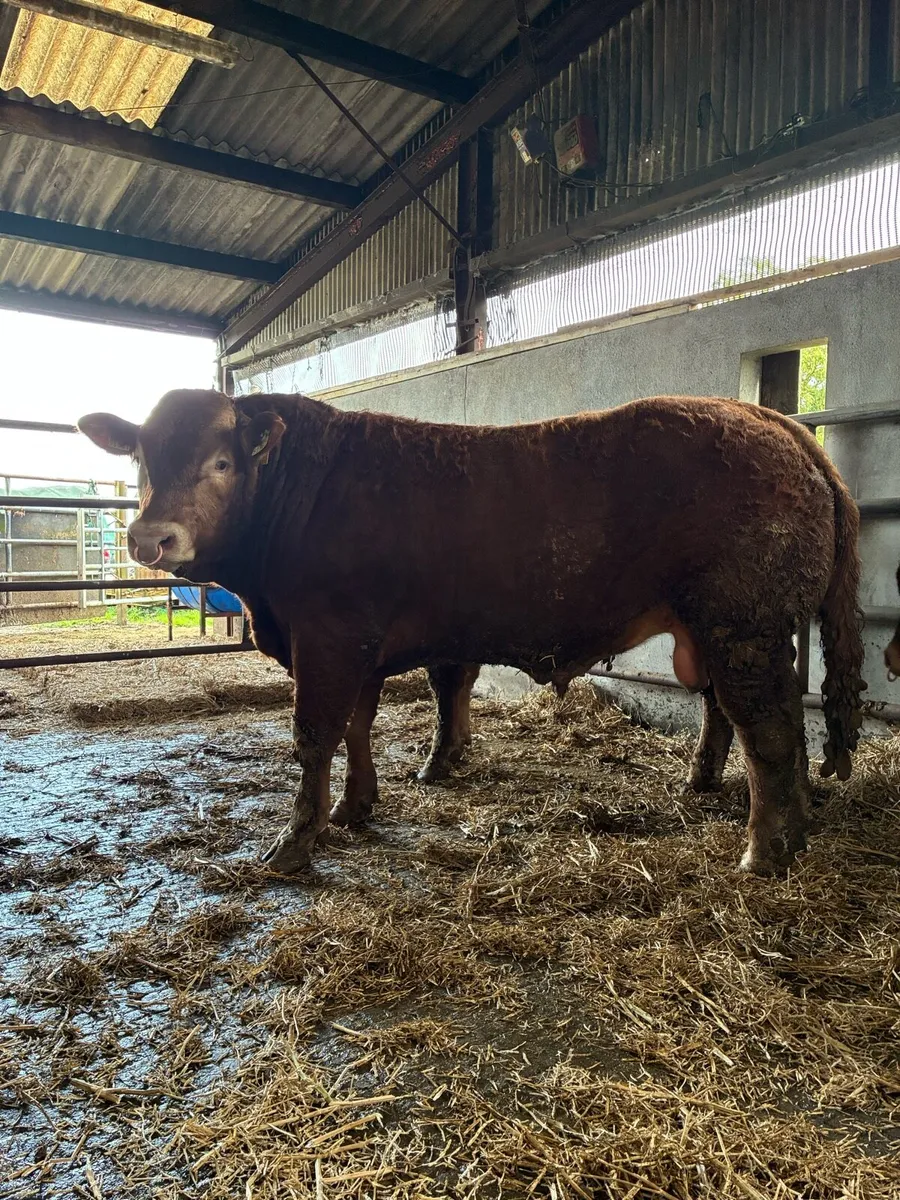 PBR Limousin bull for sale - Image 2