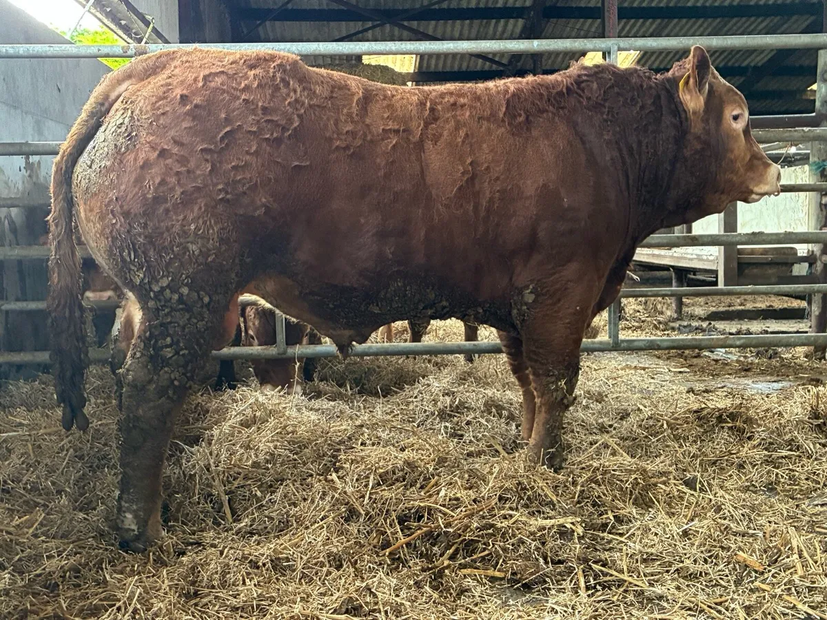 PBR Limousin bull for sale - Image 3