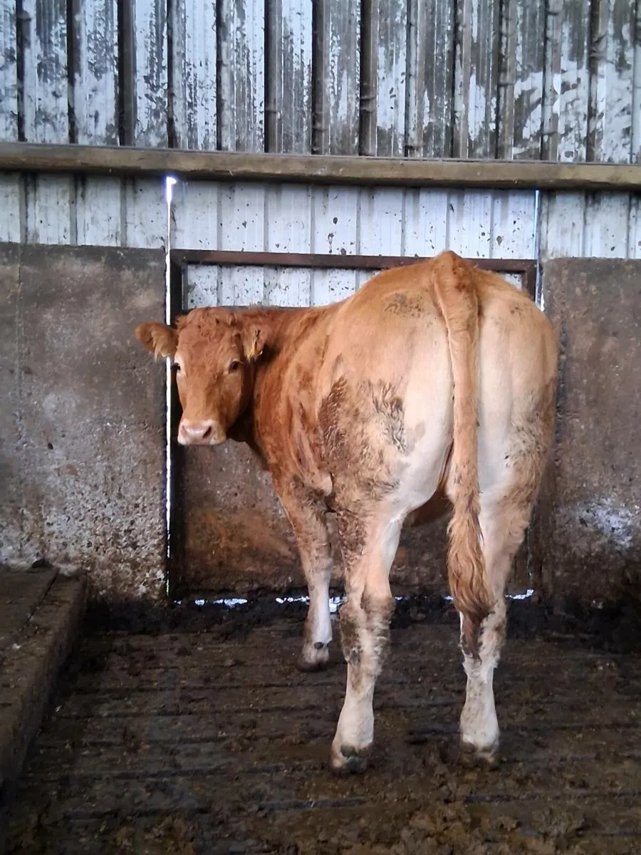 Pedigree registered Limousin heifer - Image 1