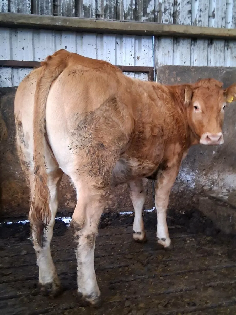 Pedigree registered Limousin heifer - Image 2