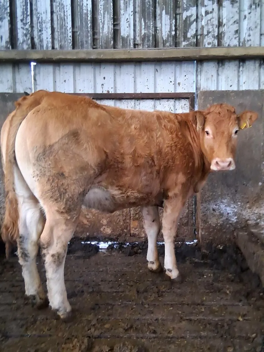 Pedigree registered Limousin heifer - Image 3