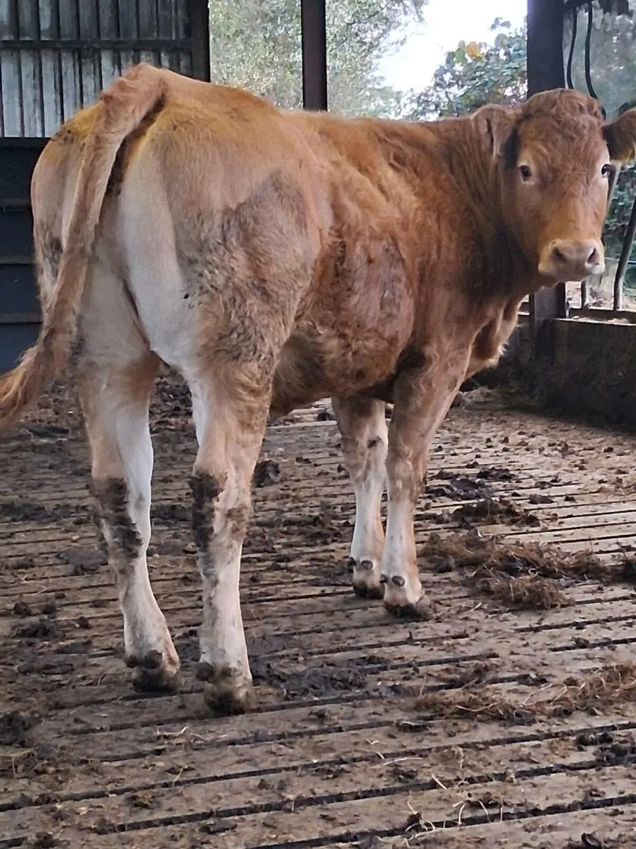 Pedigree registered Limousin heifer - Image 4