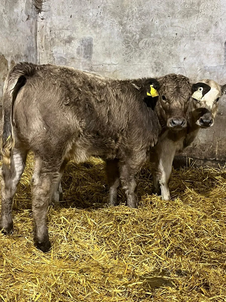 2 Charolais Heifer Wealings - Image 1