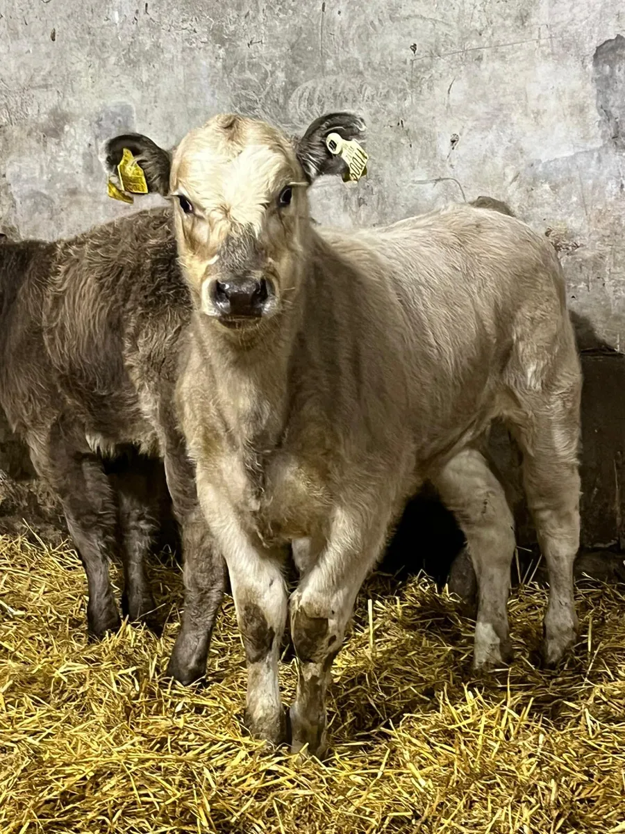 2 Charolais Heifer Wealings - Image 3