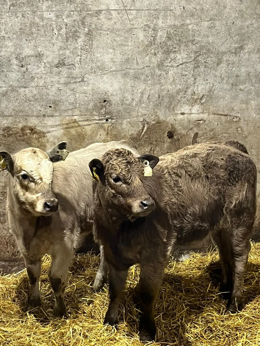 2 Charolais Heifer Wealings - Image 4
