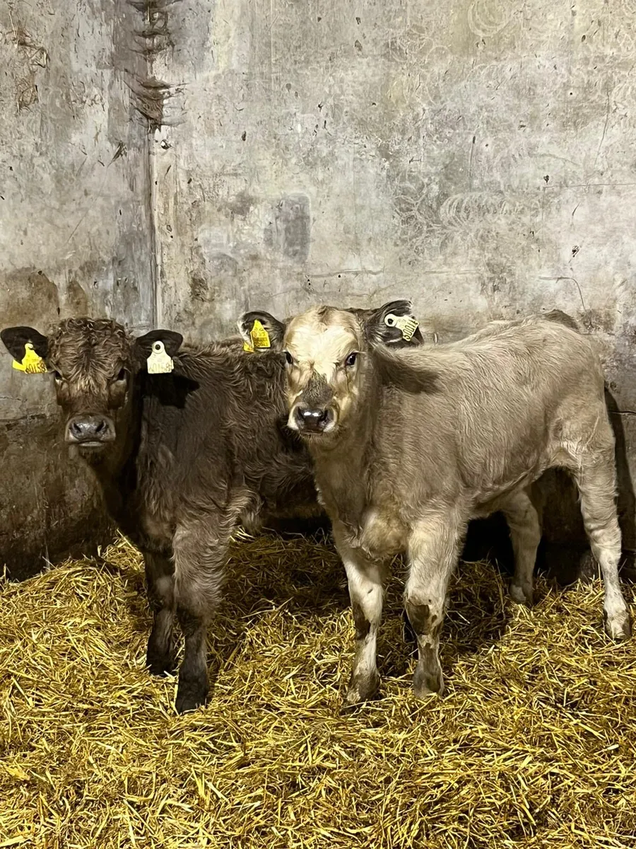 2 Charolais Heifer Wealings - Image 2