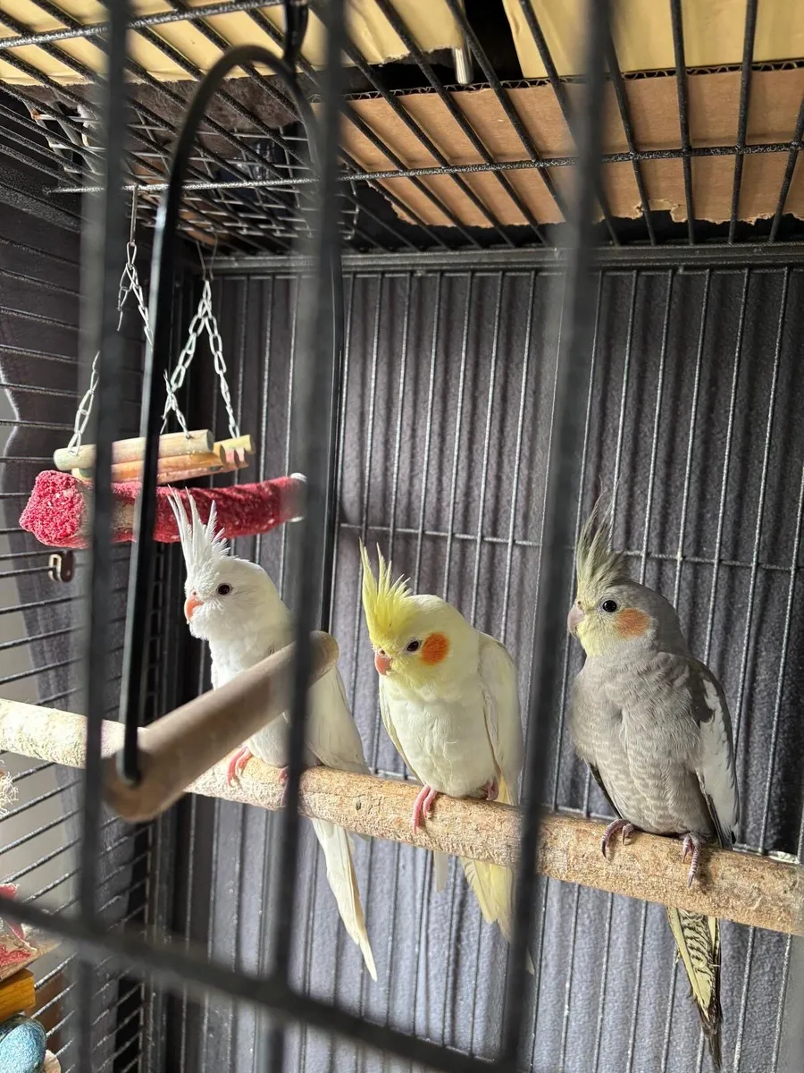 Cockatiels - Image 1