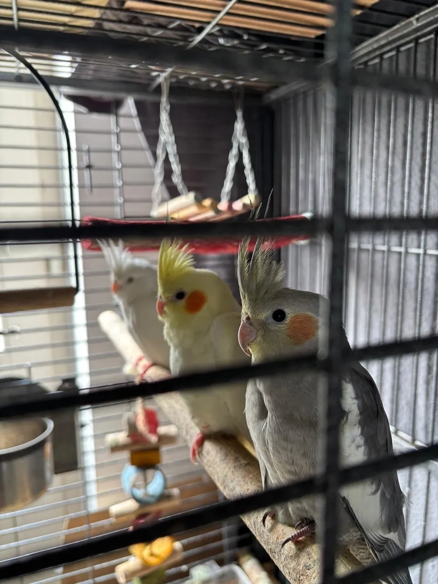 Cockatiels - Image 2