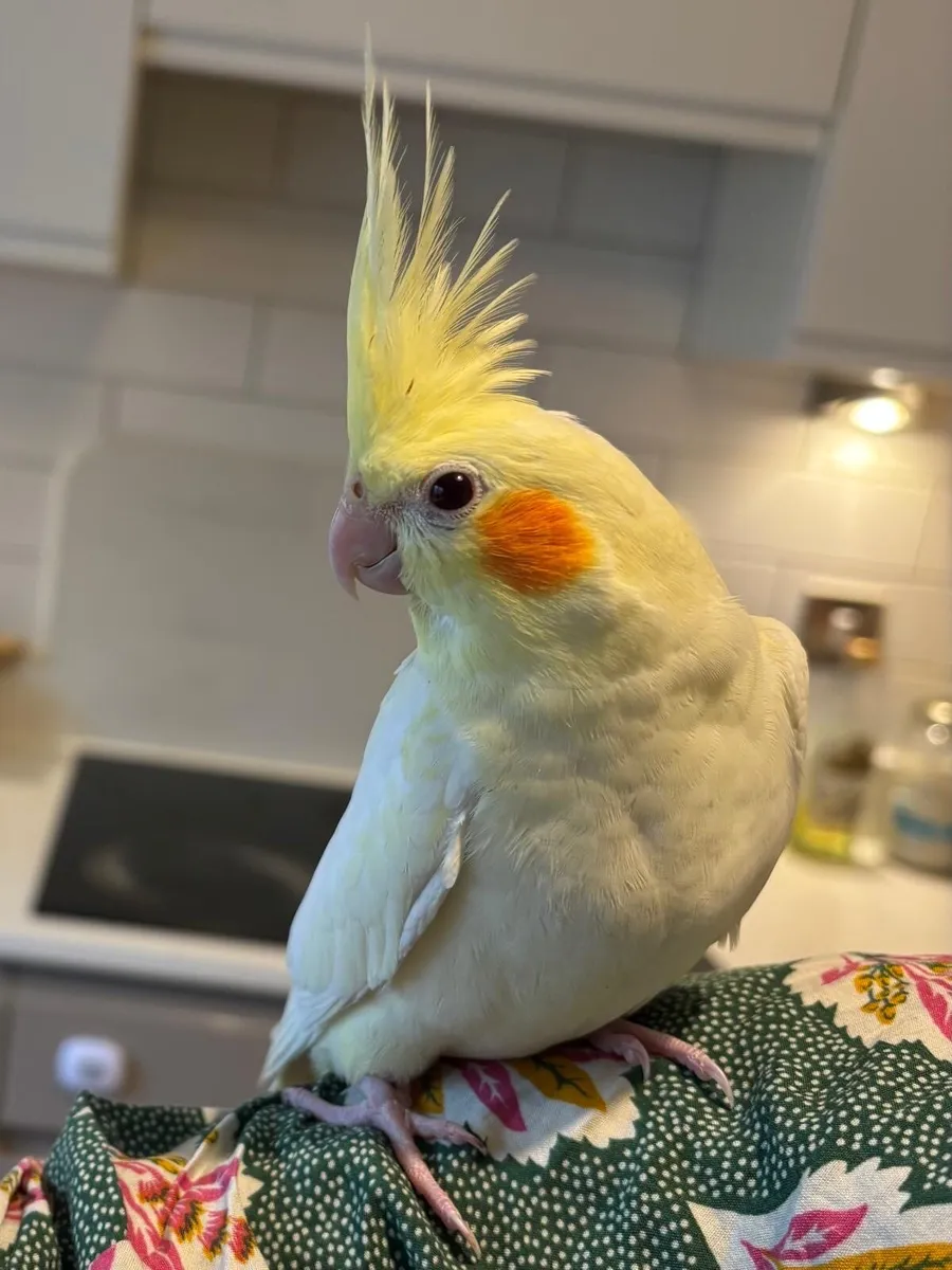 Cockatiels - Image 3