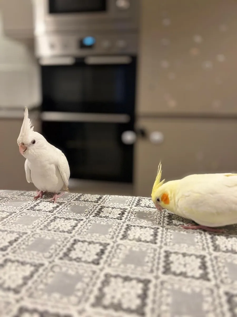 Cockatiels - Image 4