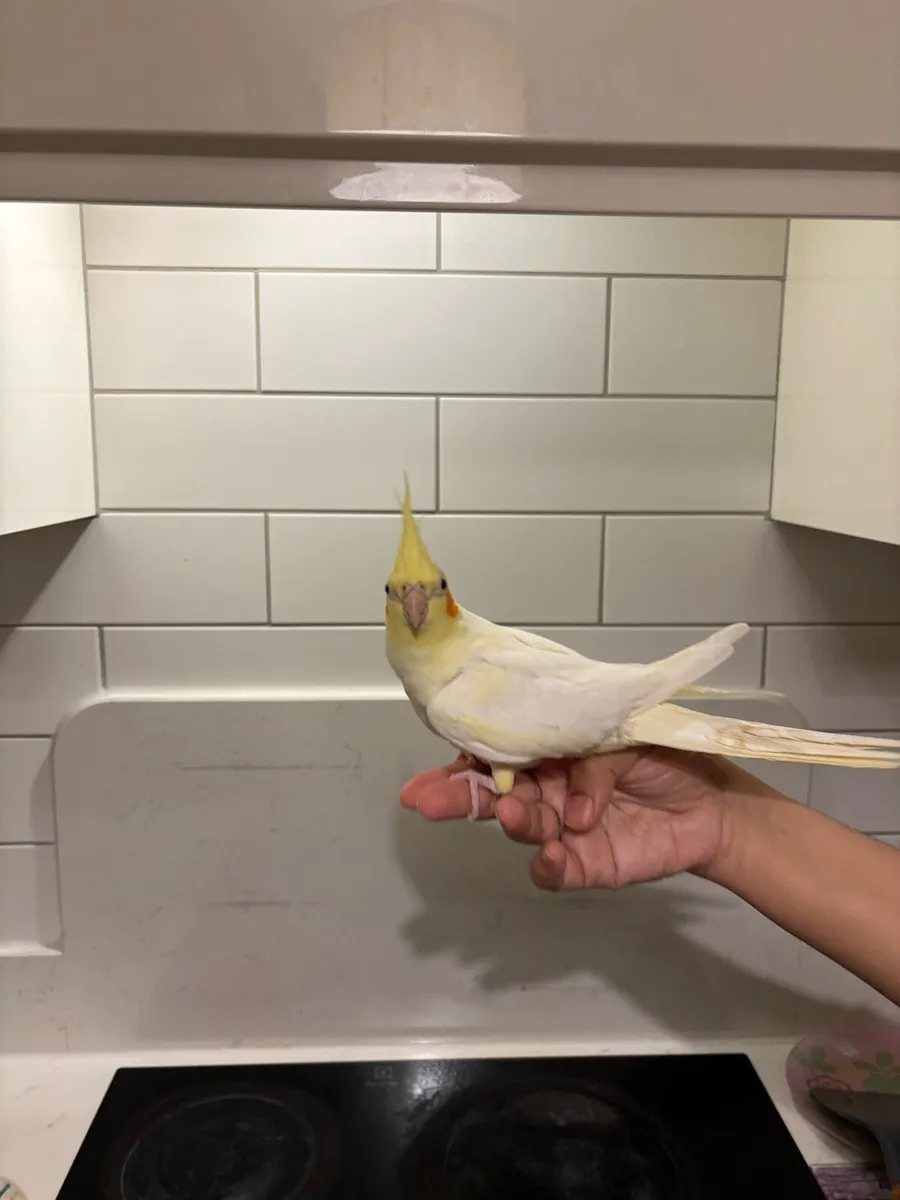 2 x Cockatiels with cage - Image 4