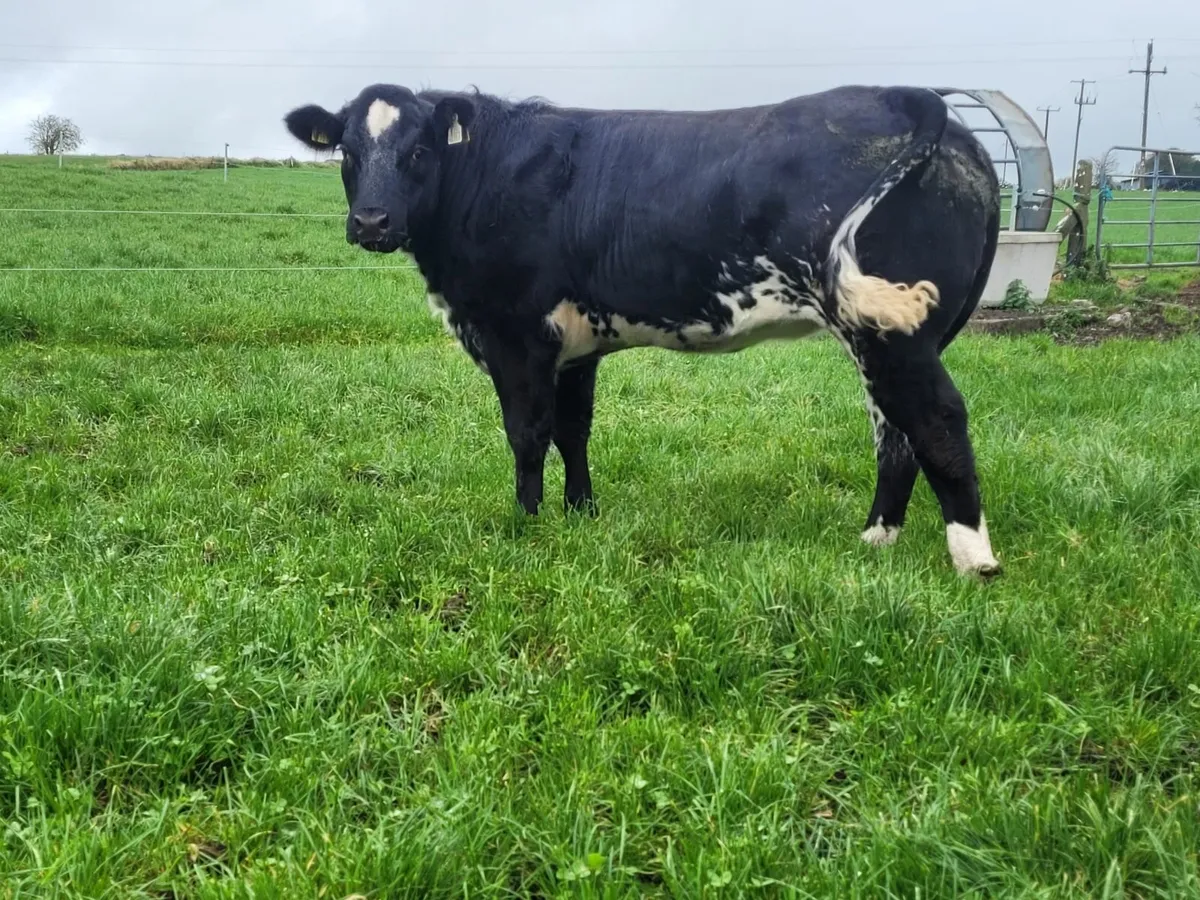 Breeding heifers - Image 1